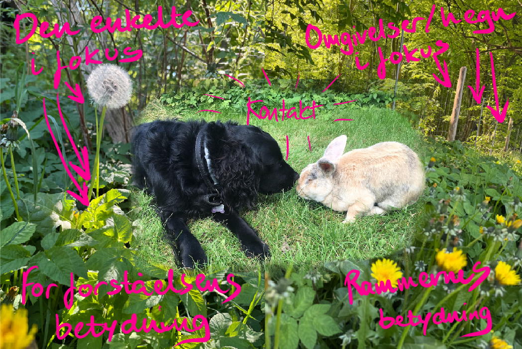 kanin og hund hilser på hinanden. Snude mod snude. Bagved er der to forskellige elementer i fokus. På den ene side er det omgivelserne/hegnene, og som der nedenunder står med pink skrift: Rammernes betydning. På den anden side er det den enkelte i fokus - her er der fokus på en mælkebøttefrøstand. Nedenunder står med pink skrift: Forforståelsens betydning. Imellem de to dyr står der kontakt - med stråler der spreder sig ud..